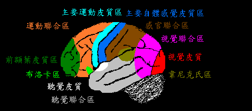 大脑的功能分区图