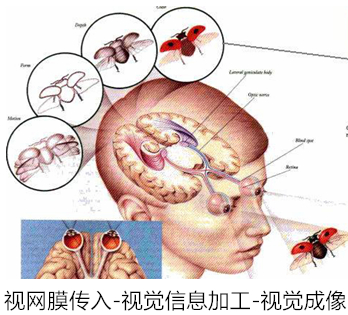 视觉成像机制