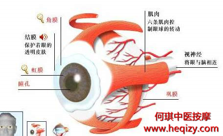 脑神经控制眼球运动